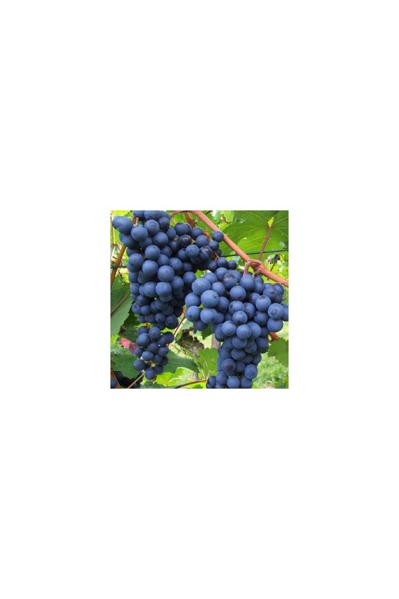 Uva Moscat Blue