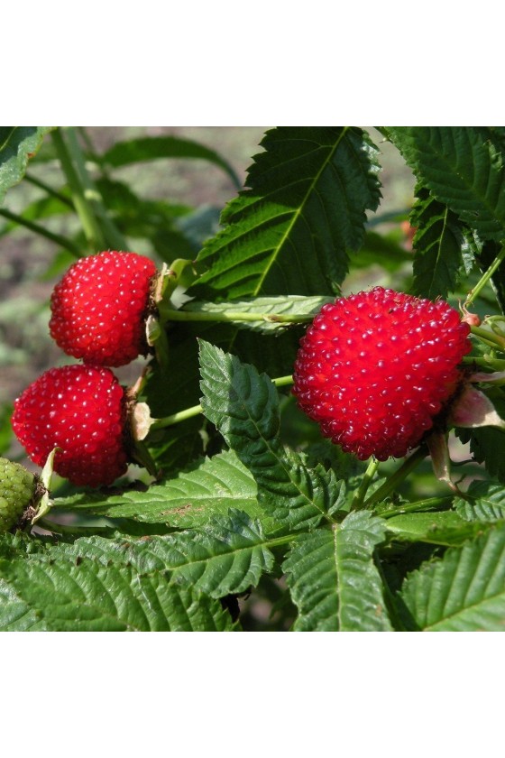 Lampone Fragola