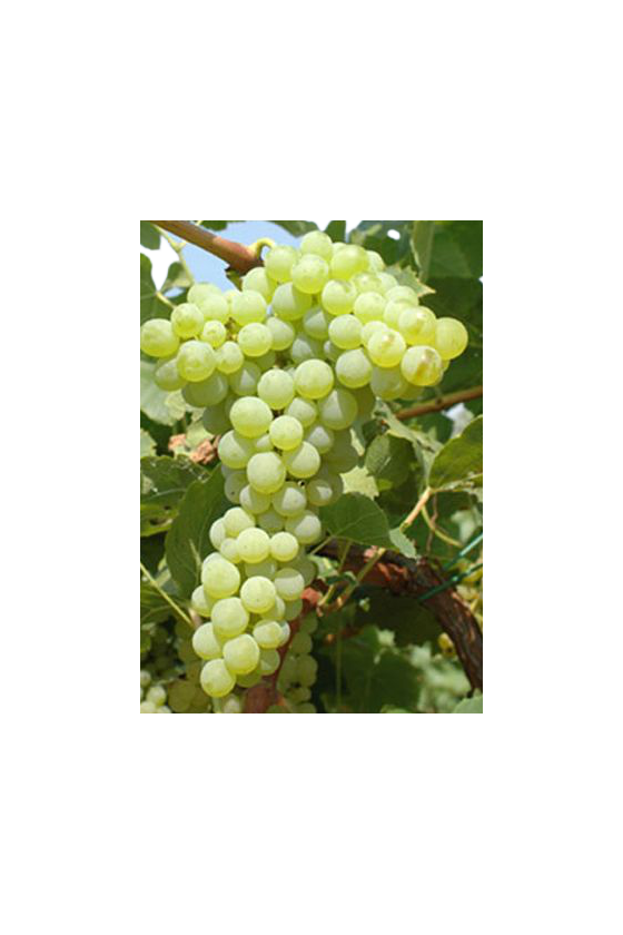 Uva Citrina ( Moscato senza semi )