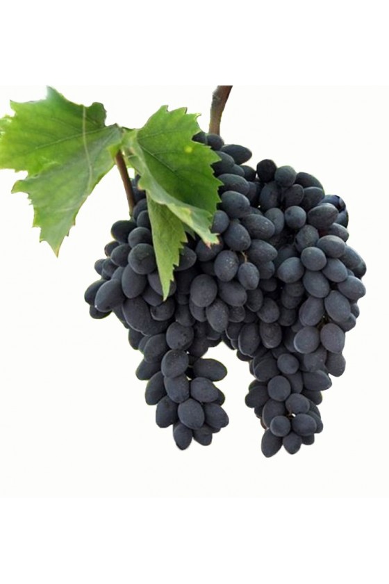 Uva Pizzutello Nero