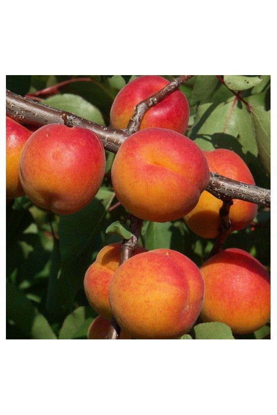 Albicocco Rouge de Roussillon